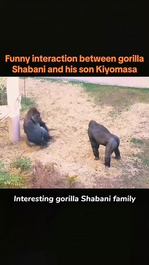 Funny interaction between gorilla Shabani and his son Kiyomasa at Higashiyama Zoo, Japan. Patient and funny, Shabani has fun playing with his son and teaching him how to control his power. The video footage is from YouTube author: Something About Gorillas, who has posted a lot of interesting video footage about Shabani the gorilla, thanks.#gorilla #silverback #fpy #foryou #gorillas #animals #zoo #happygorillafamily