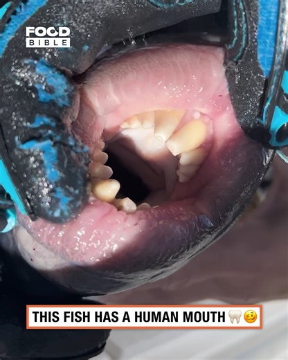 No filler required 😅🐟 #fish #teeth #wth | FOODbible