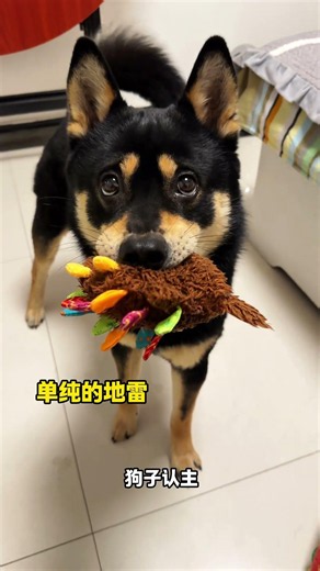 Foxes and Dogs Are Both Canines, So Why Is Living with Them So Different? My Pet Is the Exception