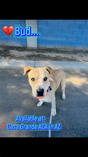 1.1K views · 78 reactions | Adopt or Foster Bud!  Lab Retriever Pitbull Mix * Male * 3 yrs old Gentle  Listens  Walks well on Leash  Knows Sit & Stay Available for adoption at: 202 E. First Avenue Casa Grande, AZ 85122 (520) 426-9300 To inquire about fostering: Email: pawsitiveconnectionsaz@gmail.com or call (602) 834-4911 **Thank you to Desert Haven Sanctuary for backing me while I walked him yesterday** | AZpound Pups - Featured | Facebook