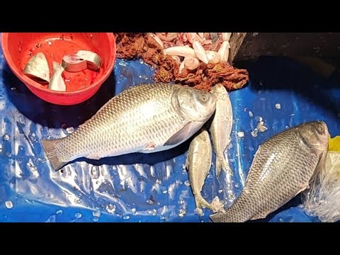 @Hanif fish cutting channel is live! big fish cutting skills
