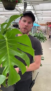 161K views · 10K reactions | The Monstera is a monster of a houseplant—and one of our favourites. Huge split leaves climb and turn as it grows. Find the perfect spot for this beautiful character in your home. Bryan tells you the best way to grow one in our video—take a look! | West Coast Gardens | Facebook