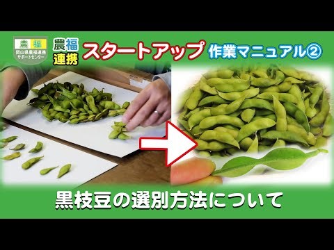 農福連携 やってみよう 黒枝豆の選別
