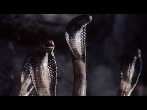 Ilonlar vodiysining kasofati 1987 yil