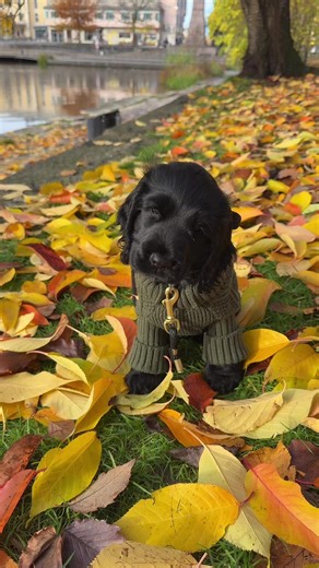 Cocker Spaniel Puppy Check-In