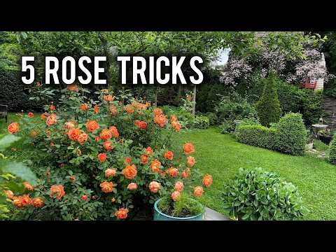 5 Gardening Hacks That Create a Beautiful Rose Garden