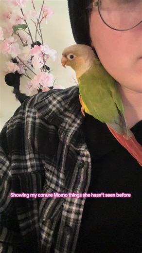 Introducing Momo: My Conure's First Experiences