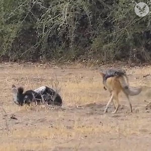 Honey badger, python and jackals fight as buffalo looks on in 'amazing' video | The Independent