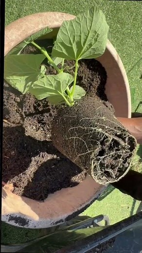 This is how I growing Bottle Groud (kadu) #shots #লাউ