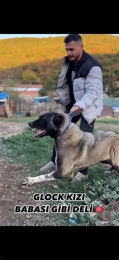 Let’s talk about the giants of Turkey 🇹🇷. Kangal, Anatolian Shepherd, Boz Shepherd, and Malaklısı. Each one bred with purpose, power, and loyalty, yet all sharing the same heart of a true guardian. DISCLAIMER: Everything I share is based on what I’ve learned from Turkish breeders—their reviews, lifestyle, and breeding practices. My goal is to pass on knowledge and appreciation for these magnificent guardian breeds. | Ezekiel Detiquez