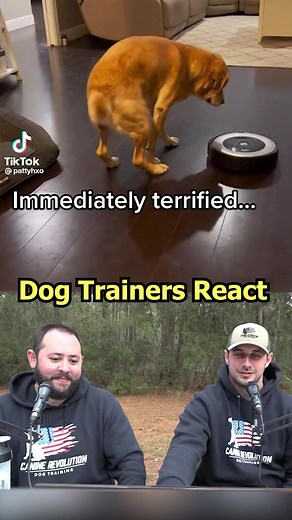 23K views · 183 reactions | This dog and the robot vacuum  #dogs #dogtrainer #dogtraining #funny #react | Canine Revolution Dog Training | Facebook