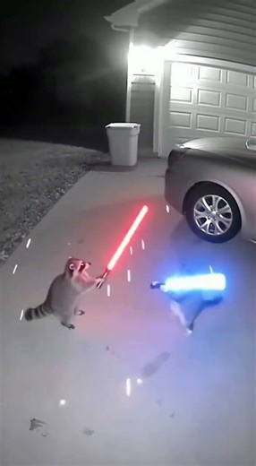 EPIC Battle! Cat vs Raccoon Lightsaber Duel 🐱⚔️🦝