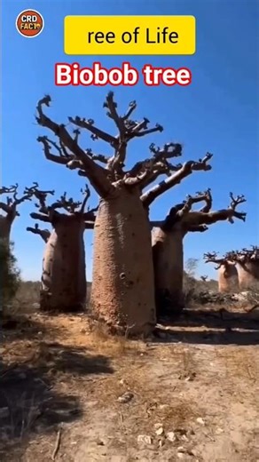 🌳 Tree of Life: पेड़ जो अपने अंदर हजारों लीटर पानी रखता है!#biobob #hadzabetribe #africanstories