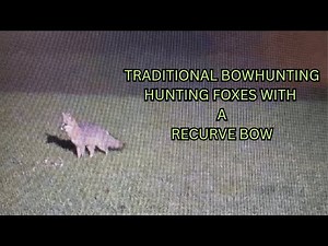TRADITONAL BOWHUNTING / HUNTING FOXES WITH A RECURVE BOW