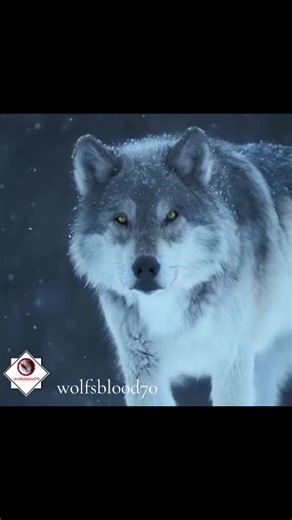 Discover the Fascinating World of Wolves