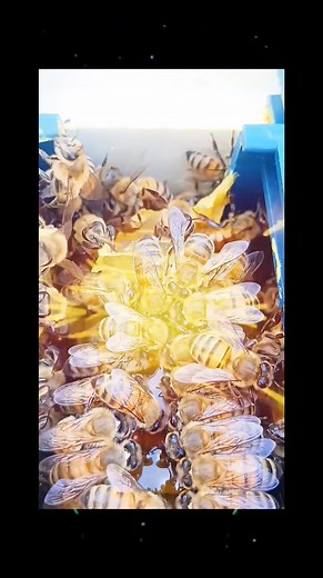 15K views · 352 reactions | 2026 üretim Leri için bizimle sezon Luk çalışacak üretimi yönetecek usta arkadaşlara ihtiyaç var ister üretimin /30 kâr payı isterse kedisinin istese maaş lı aylık 75 bin mart 15 de başlar Ağustos 15 de Eylül 15 gibi sona erecek şekilde sözleşme li başarılı 2 kişi gerek tüm teşkilat benden | Tamer Sert | Facebook