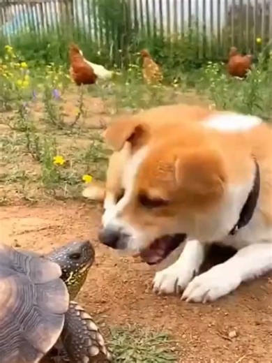 Dog vs Turtle Funny Video | Cute & Hilarious Animal Moments #FunnyAnimals #AnimalVideo #PetComedy #ViralAnimals #CutePets #AnimalMoments #LaughOutLoud #ComedyClips #AnimalLovers #BunderNeKaamTamamKarDiya #FunnyMonkey #MonkeyVideo #AnimalComedy #DesiFunny #ViralVideo #FunnyAnimal #ComedyClip #FunnyDonkey #DonkeyVideo #ViralAnimal