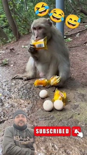 funny 🤣 monkey 🐒#monkeyvideo #shortsvideo #viralvideo #trendingshorts