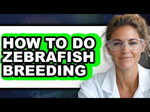 How To Do Zebrafish Breeding (UPDATED)
