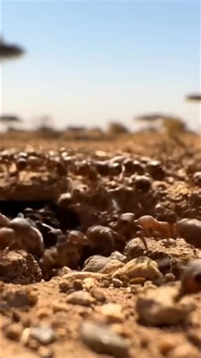 A desperate, pregnant woman runs for her life across the savanna. But primitive humans, a saber-toothed tiger, and swarming ants all stand in her path. Can she survive? #Survival #Savanna #Pregnancy #Danger #Wildlife | Sapien Cinema