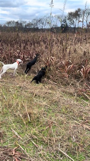 Top Bird Dog Breeds for Hunting Enthusiasts