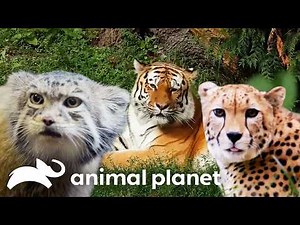 🔴 WATCH NOW: Cats! 🐈 | The Zoo | Animal Planet