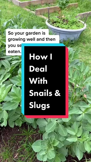 This is a great way to deal with snails and slugs. #slugs #snails #keepsnailsoffyourplants #grow #food #growyourown #growyourownfood #busychrisgardening #gardenanarchy #novicegardener #gardenenthusiast #noworriesgardening #southernhemispheregardening #noworriesgardening #learntogrow #learntogrowyourownfood
