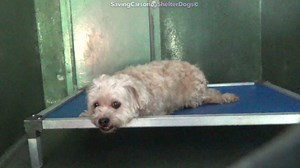 77 reactions · 85 shares | ➡️ UPDATE.. RETURNED TO OWNER A5026408 ✰...