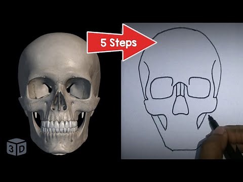 Drawing Skull Made Simple (5 Steps) | ANTERIOR VIEW OF SKULL