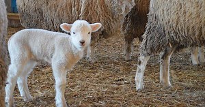 Sheep and Goat Castration: Yea or Nay?