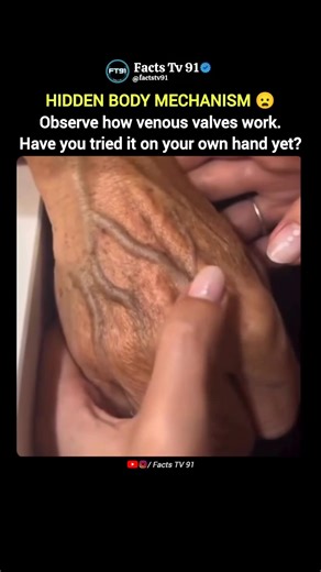 This Is How Your Vein Valves Actually Work 😳