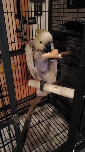 Sweet Baby Bird