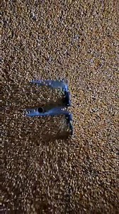 627K views · 20K reactions | Getting low in one of our corn bins...