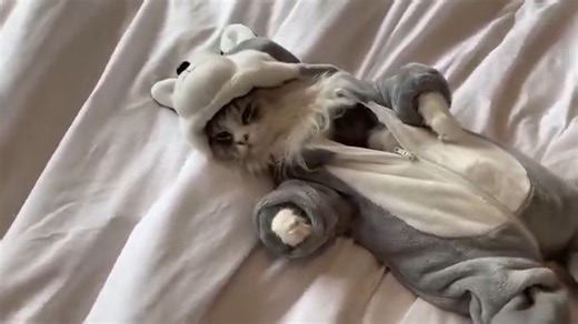 Surprising My Giant Malamute Dogs With A Baby Husky | Life with malamutes