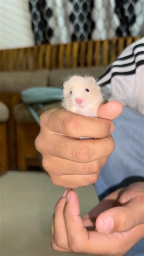 Hamster buddies #coshebin #pets #petslove #hamster #cute #cage