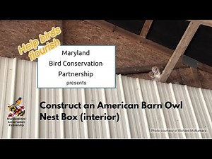 How to Construct a Barn Owl Nest Box - Interior Box Construction
