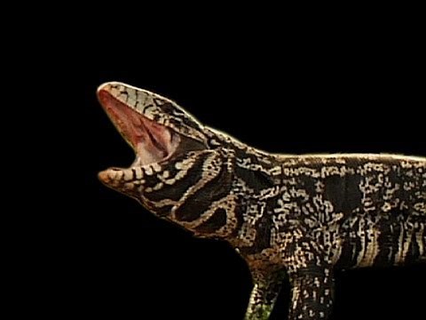 Tegu Attacks Dog 01