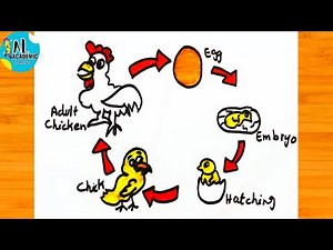 How to draw Life Cycle of Hen | Chicken Life Cycle Drawing | Life Cycle of Chicken Drawing