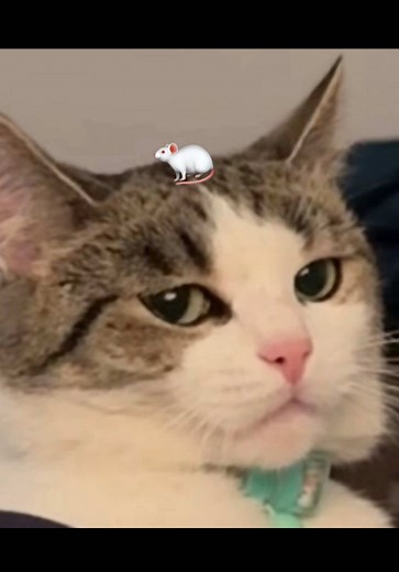 since yall always say Pearl hunting for her idiot humans reminds you of this song, I had to. 🤣🤣 #catsoftiktok #fypシ゚viral #foryoupage #fyp #foryou