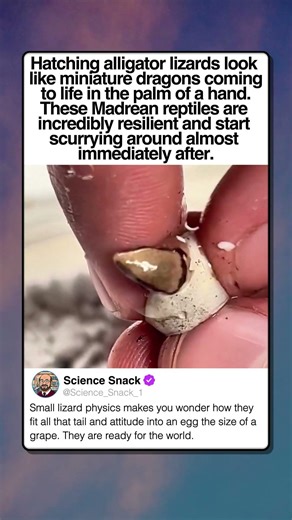 WATCH THESE TINY DRAGONS HATCH