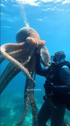 how we caught the octopus?! checking octopus traps || Octopus Catching Trap. 🐙 #shorts