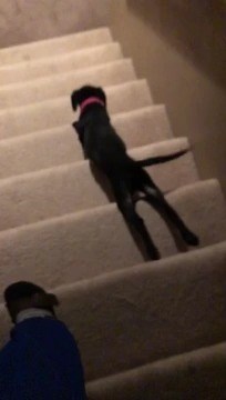 7.5K views · 128 reactions | The best belly scratch! | Rumble Dogs | Facebook