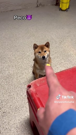 Dogs' Hilarious Reactions to Nose Booping at Dog Daycare