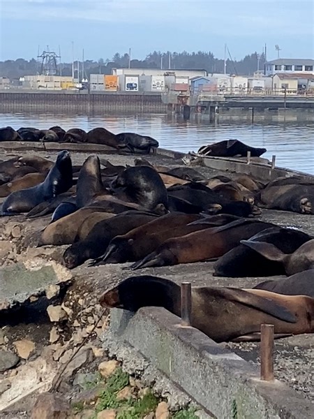 28K views · 859 reactions | Sea Lions in the Redwoods! 朗 Not the...