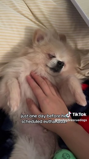 Ella: The Resilient Pomeranian Seeking a Forever Home