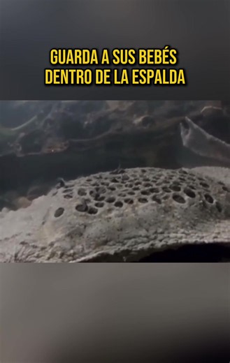 Rana de Surinam: cómo cría a sus crías en su espalda