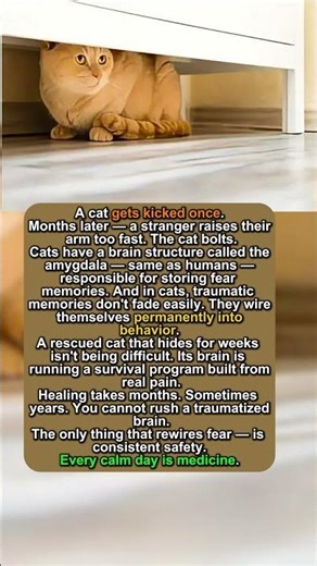 Cats Remember Trauma — And Here's How It Breaks Them