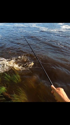 Another Muskellunge, on a flyrod. #musky #fishing #muskellunge