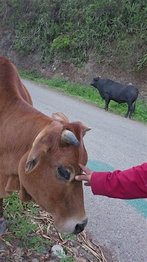 लाली बहुत प्यारी है हमारी 🐄🥰💞❤️🙏 #youtubeshorts #anmals #youtubeshorts #anmals
