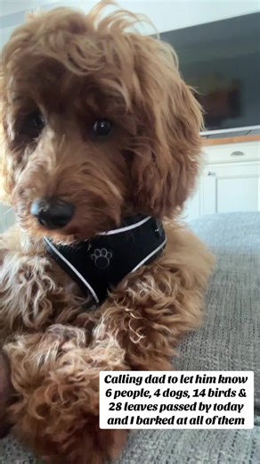 Cockapoo Dog Barking at Dogs and Birds